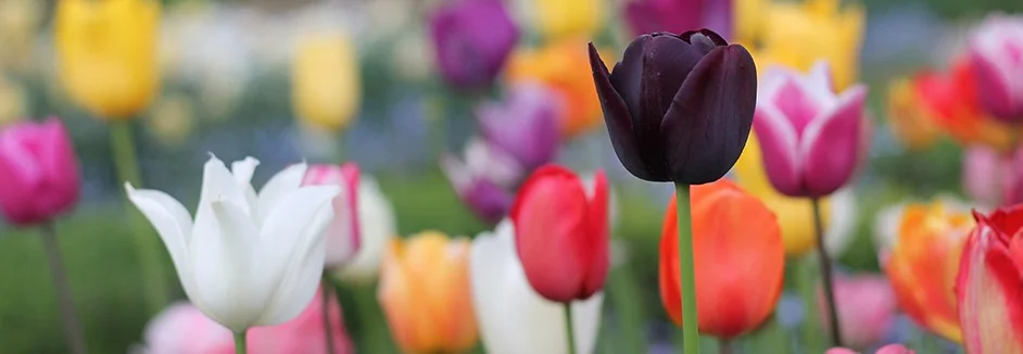 Bunte Tulpen blühen auf einem Feld.
